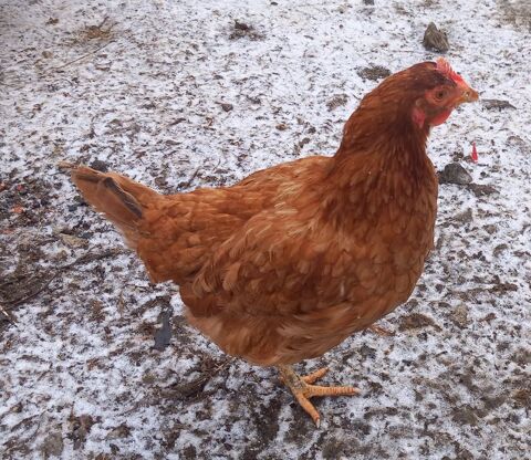 2 Poules pondeuse rousse 20 71360 �pinac