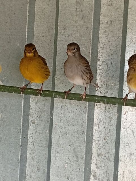 Canari fife fancy 55 03800 Gannat