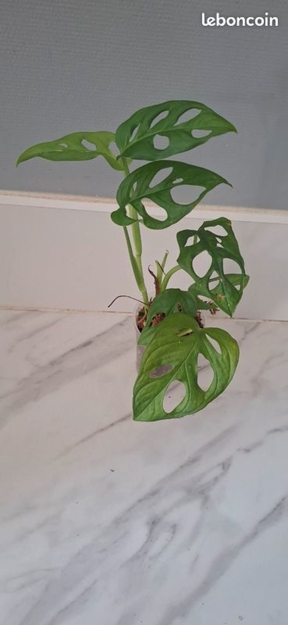 Monstera adansonii bouture 64 Décoration