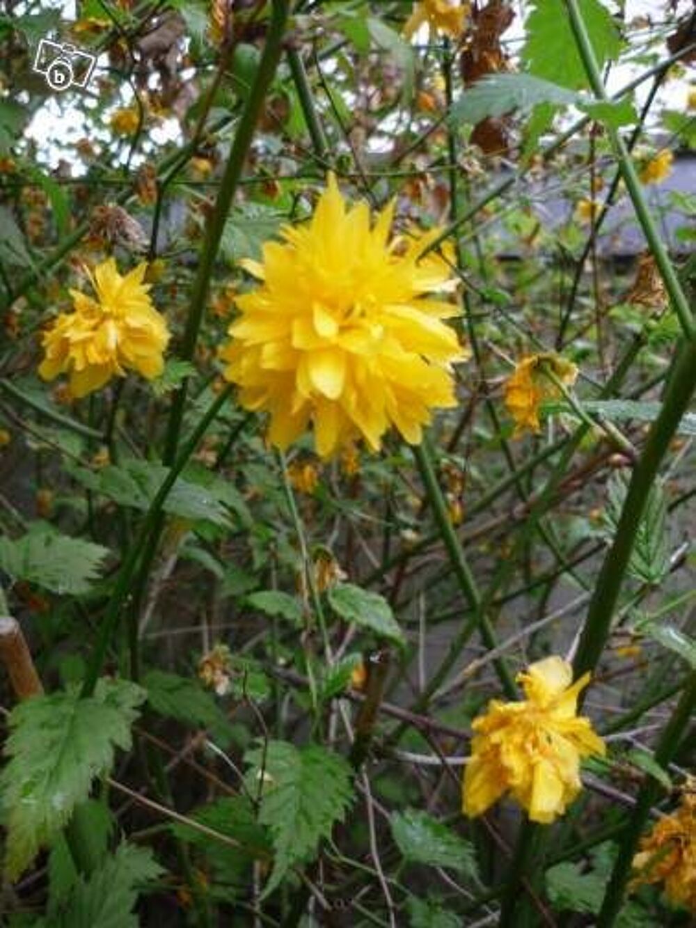 Superbes plantes robustes Jardin