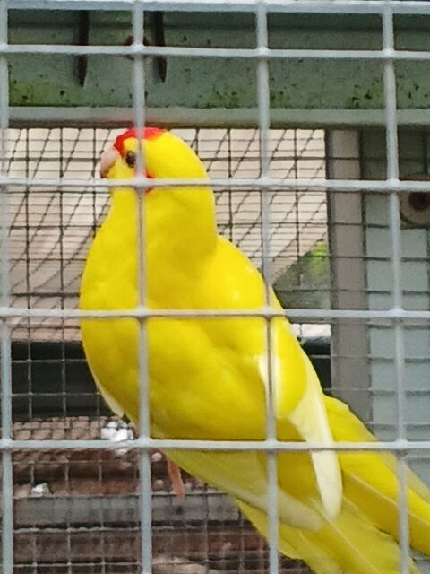 1kakariki JAUNE 30 85110 Sainte-ccile