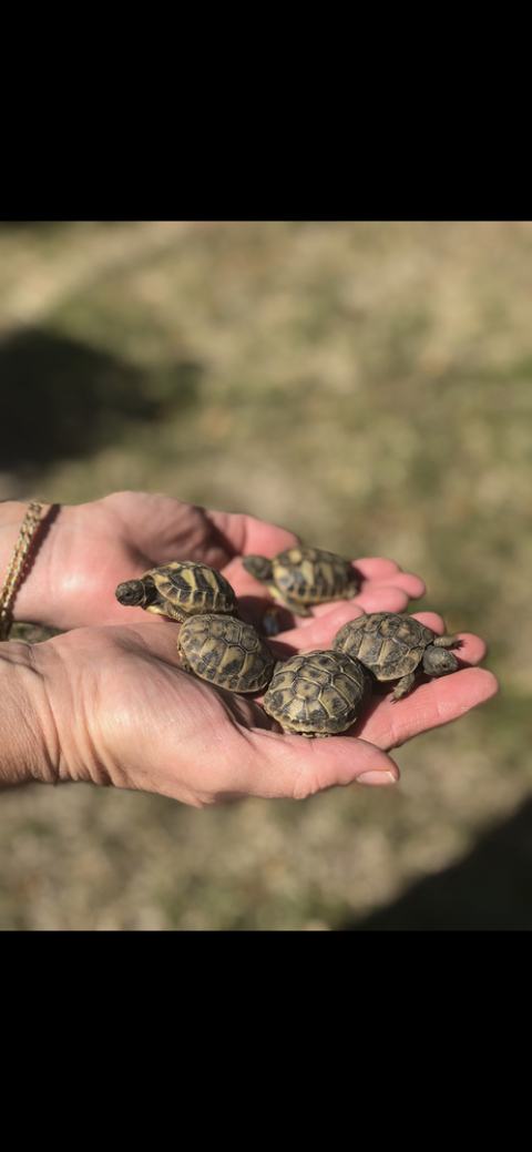 Bb tortue 90 91170 Viry-chtillon