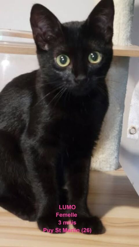 Chat LUMO &agrave; l adoption 120 26450 Puy-saint-martin