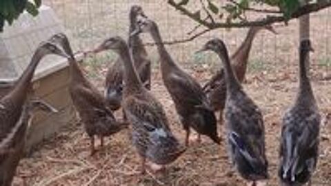   Canes coureurs indiens  