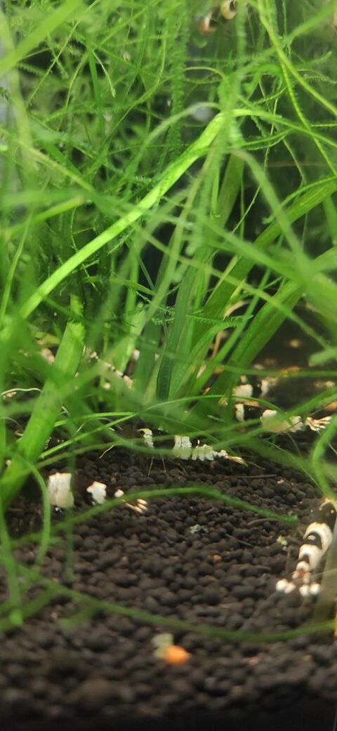 Caridina crystal black 3 77340 Pontault-combault