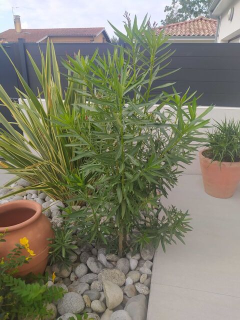 plantes 10 La Tour-du-Crieu (09)