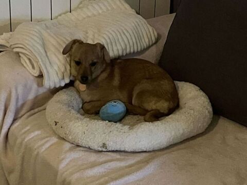 Milie &agrave; l'adoption 320 01230 Arandas