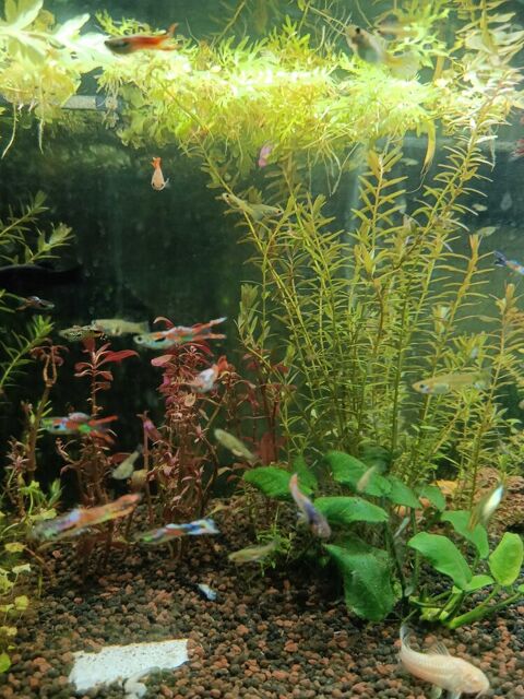 poisson d'aquarium guppys et black molly 1 Achères (78)