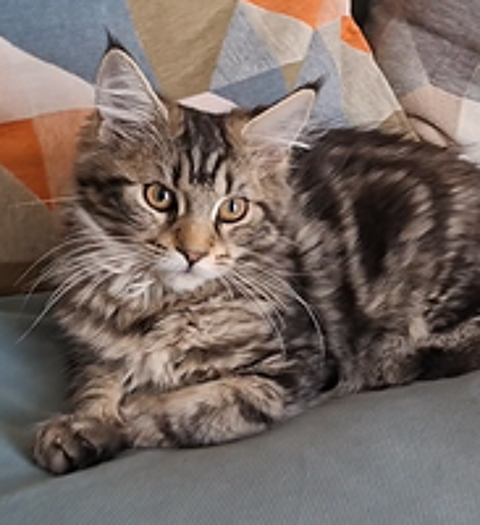   chaton femelle Maine Coon LOOF 