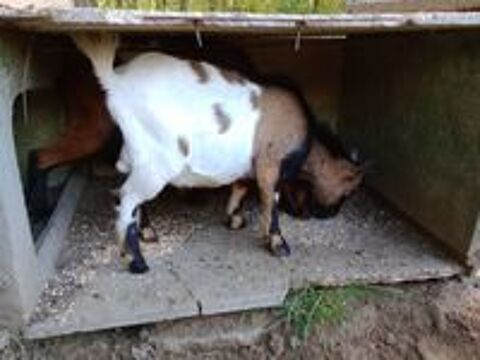   Bouc nain 