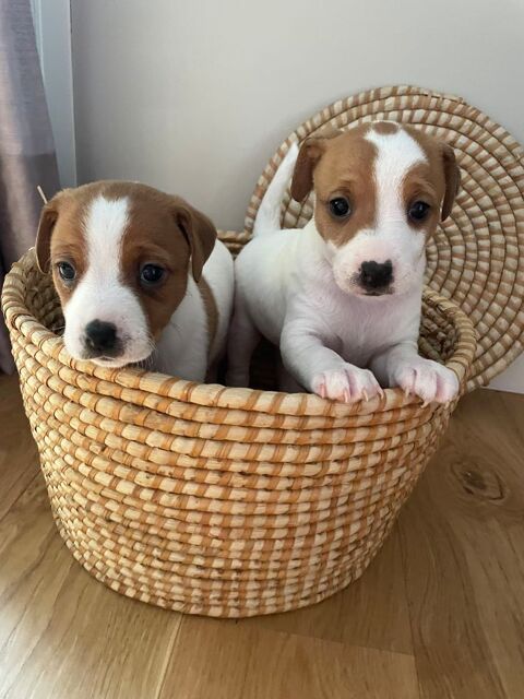 CHIOTS JACK RUSSEL 900 35600 Redon