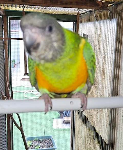 Youyous du S&eacute;n&eacute;gal EAM 250 44190 G�tign�