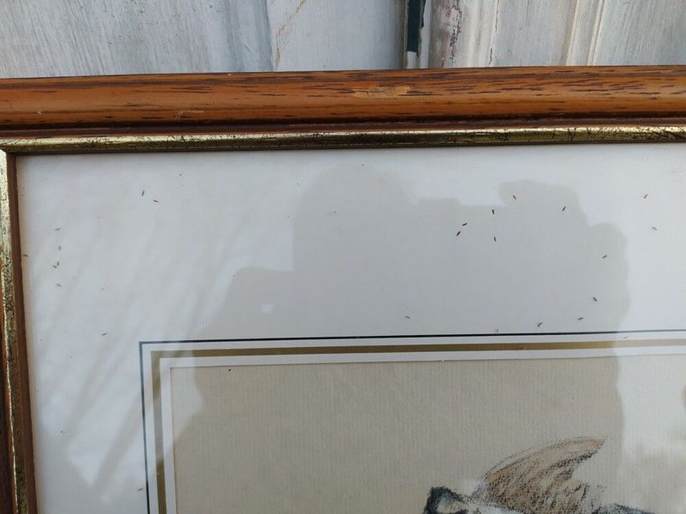 Tableau Lithographie Vincent-Anglade Chien &Eacute;pagneul Setter 