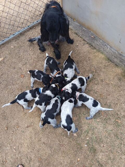 Chiots &Eacute;pagneul Bleu de Picardie 800 28800 Le gault-saint-denis