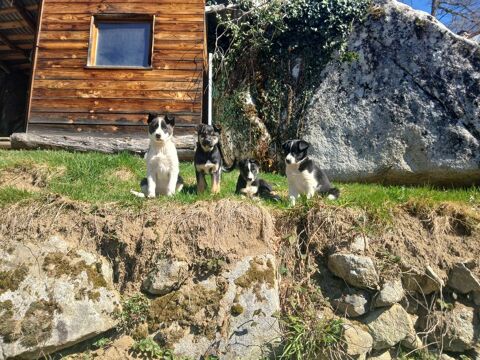 chiot 0 09140 Erc�