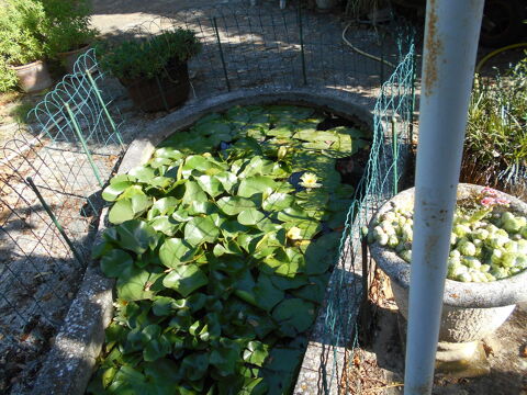 nénuphar Carpentras (84)