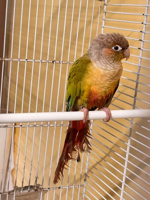 Conure 100 59151 Hamel