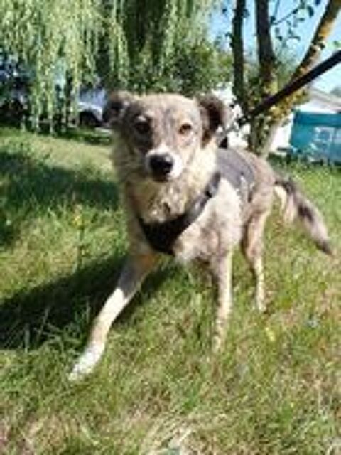   Elegance  l'adoption , en urgence 