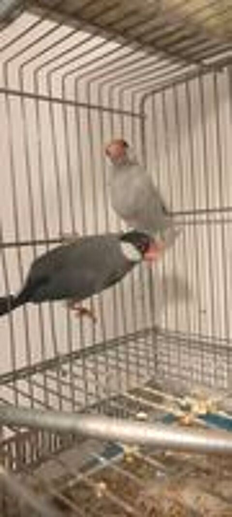   Couple de padda 