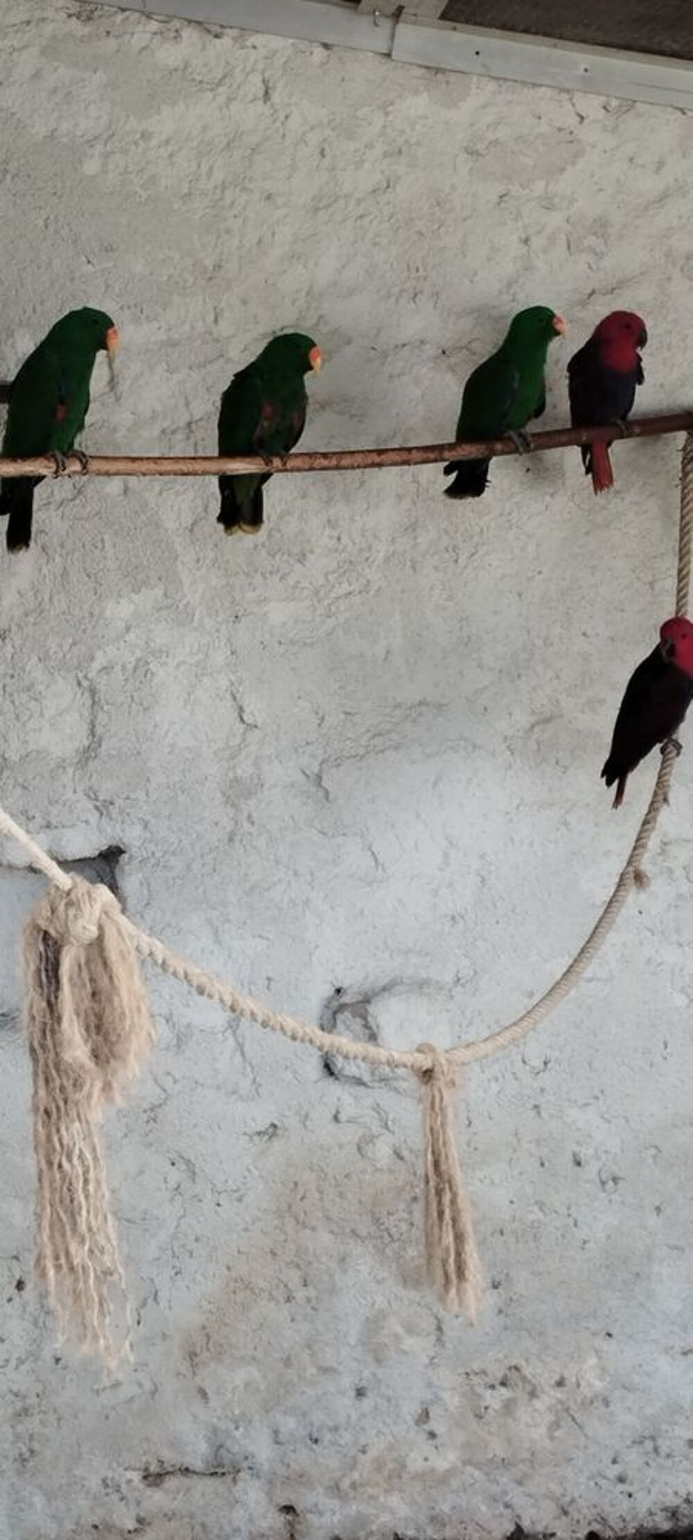   Eclectus polychloros  