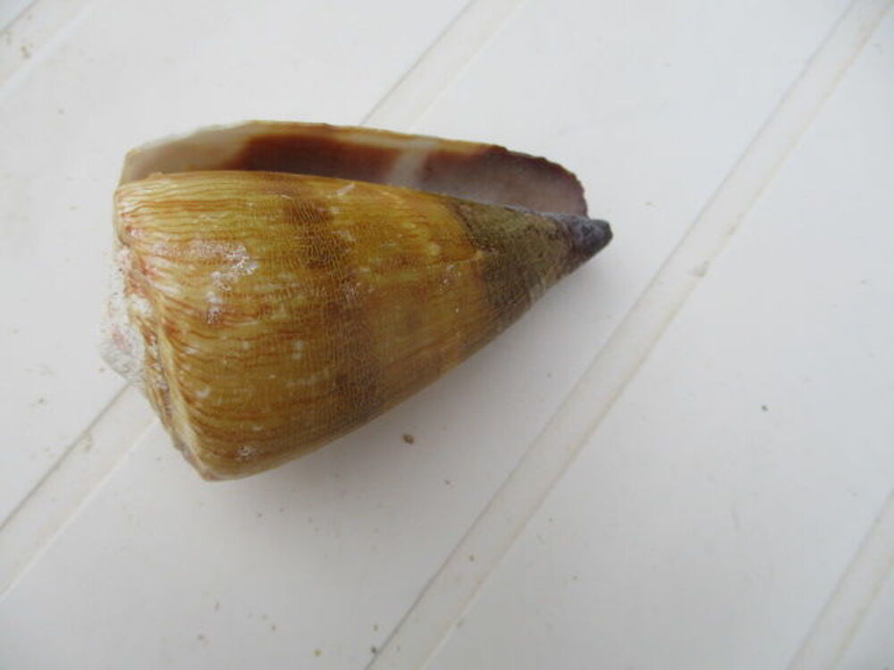 coquillage 