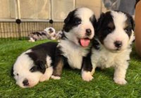   Chiot berger americain miniature lof 