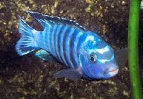   LABIDOCHROMIS et LABIDOCHROMIS  
