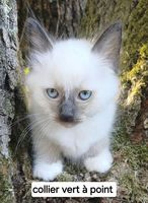   Chaton sacré de Birmanie mâle loof  