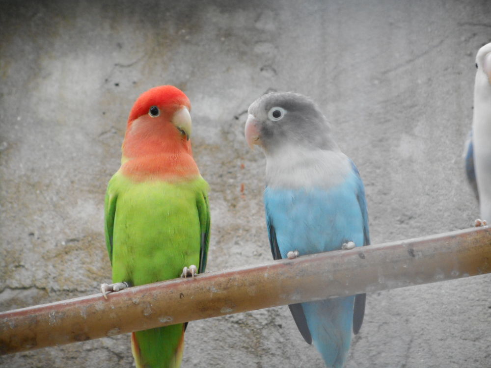   INSEPARABLES 