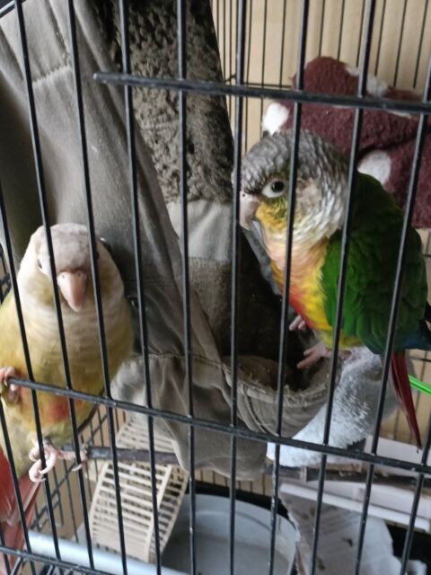 Couple de connures 230 12100 Millau