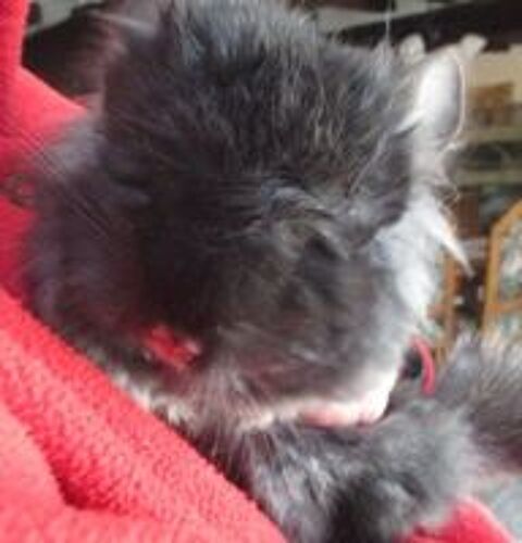   jeune chinchilla Angora, un noir et un blanc 