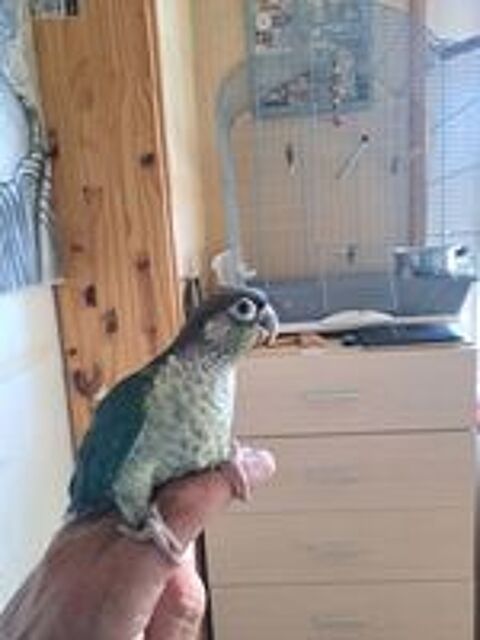   Conure molinae EAM 