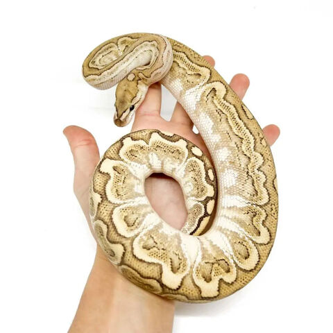 Python regius banana Pei Bald Python Royal 300 78000 Versailles