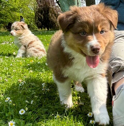 A réservé chiots bergers australiens 850 02100 Saint-quentin