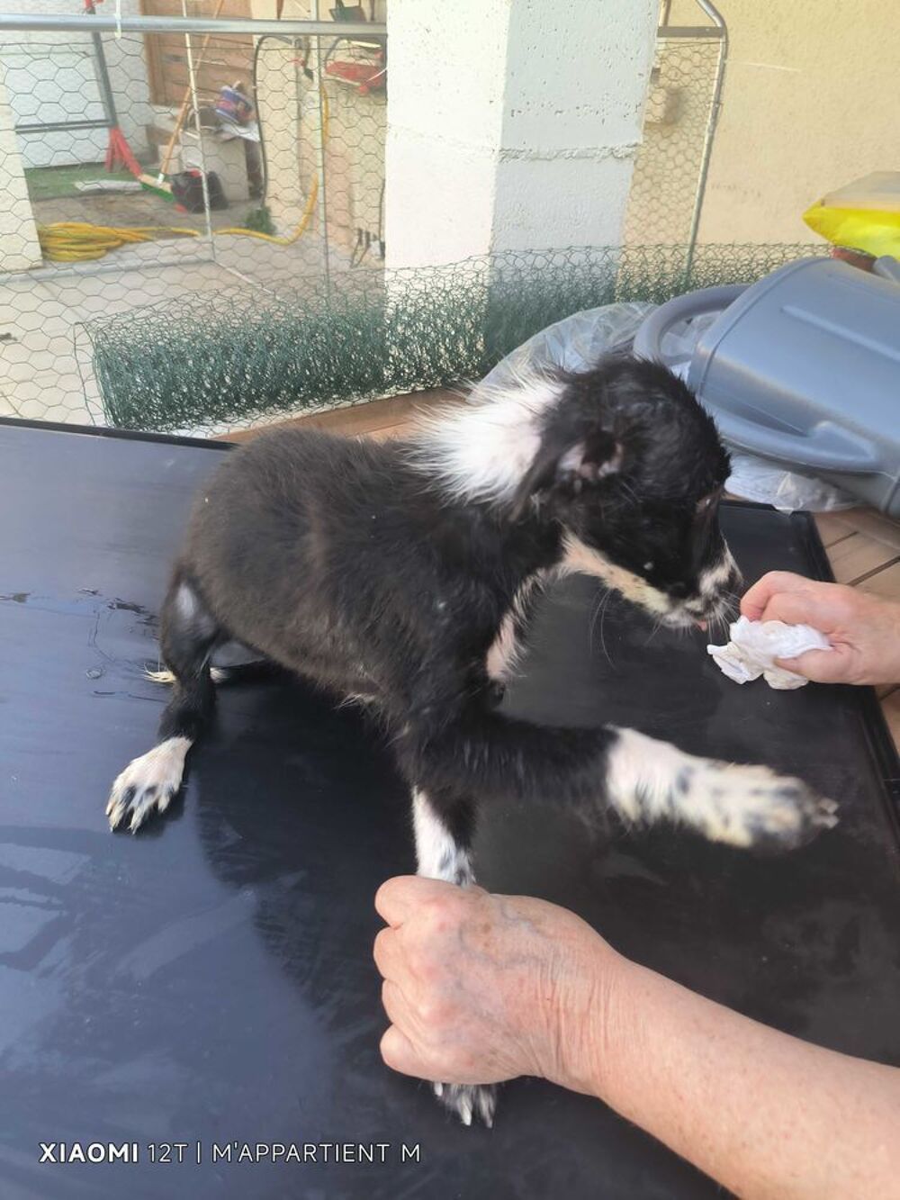 donne chiot border collie avant le 10.10.26 Jardin