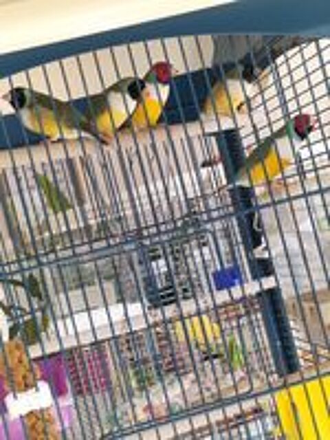   Diamant de gould  