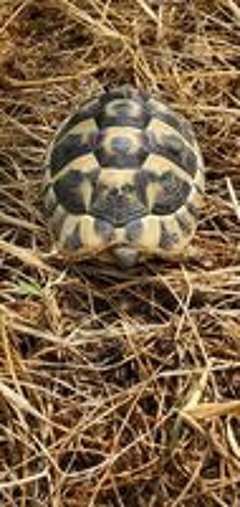   Tortue terre mâle  