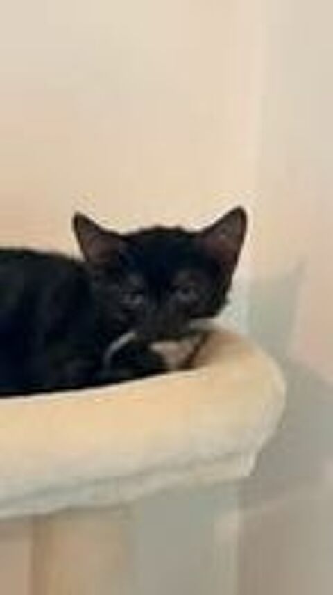   Chat MARTINI à l adoption 