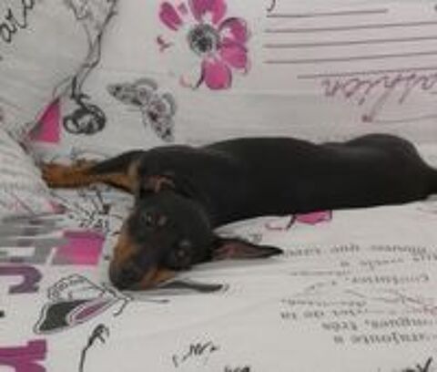   Pinscher moyen  