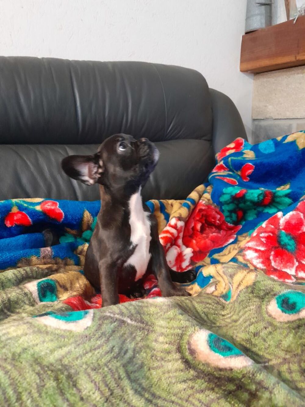   bouledogue français 