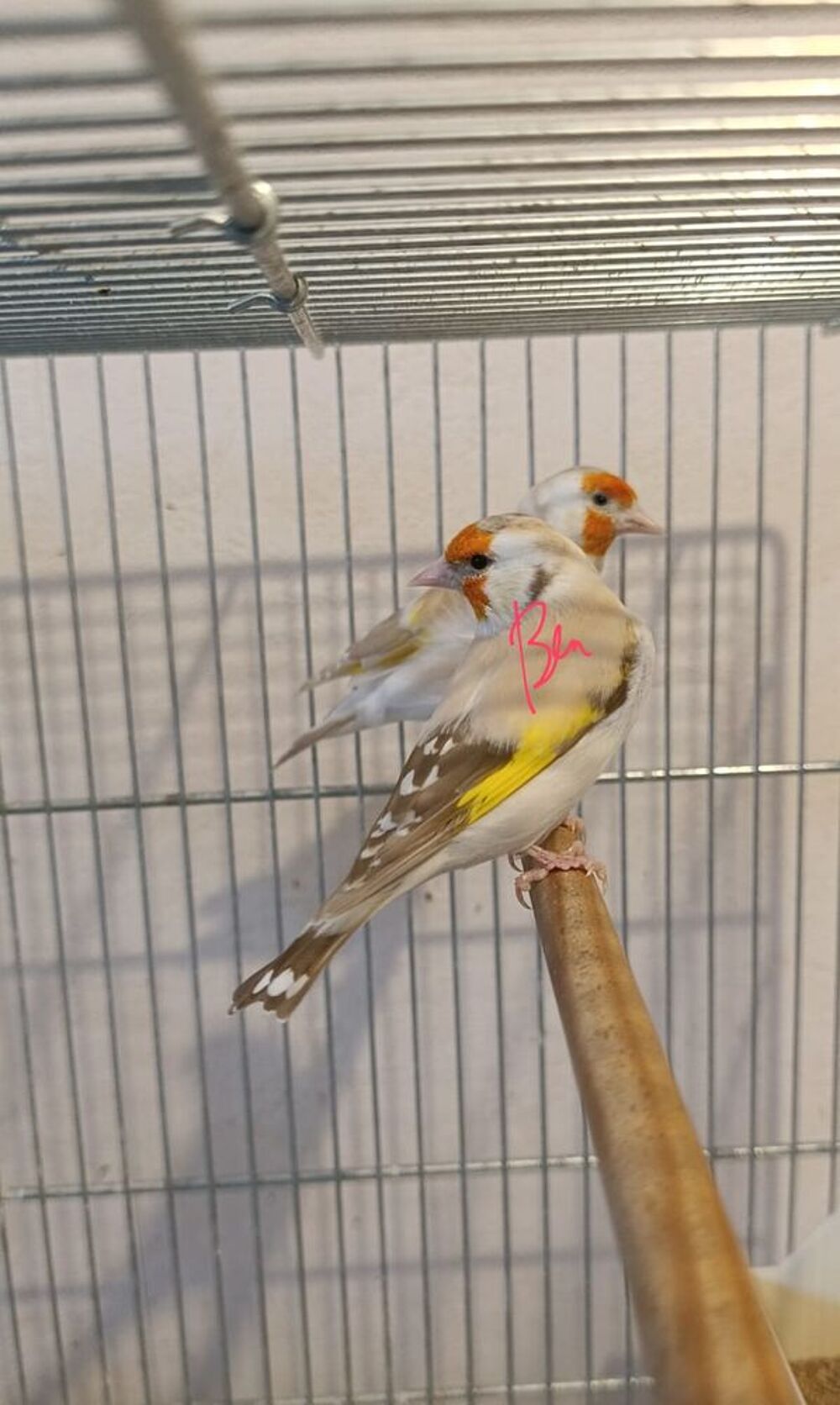   Chardonneret en mutation  