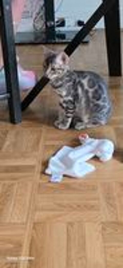   Adorables chatons Bengal (Brown, Silver et Charcoal)  