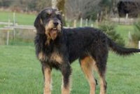   Donne Chien Griffon 