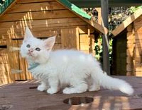   Magnifique chaton Maine Coon mà ¢le blanc LOOF 
