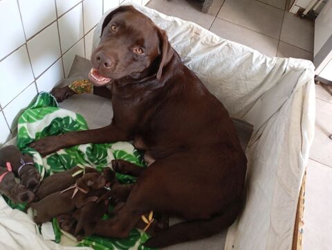 A r&eacute;server adorables chiots Labrador chocolats 1000 22400 Maroue