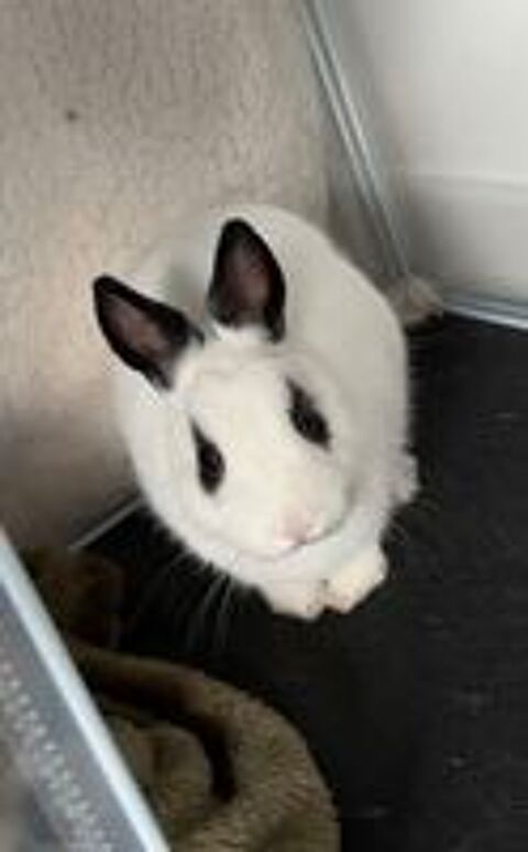   Lapin nain noir et blanc 