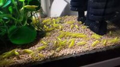   CREVETTE YELLOW NEON NEOCARIDINA EAU DU ROBINET 