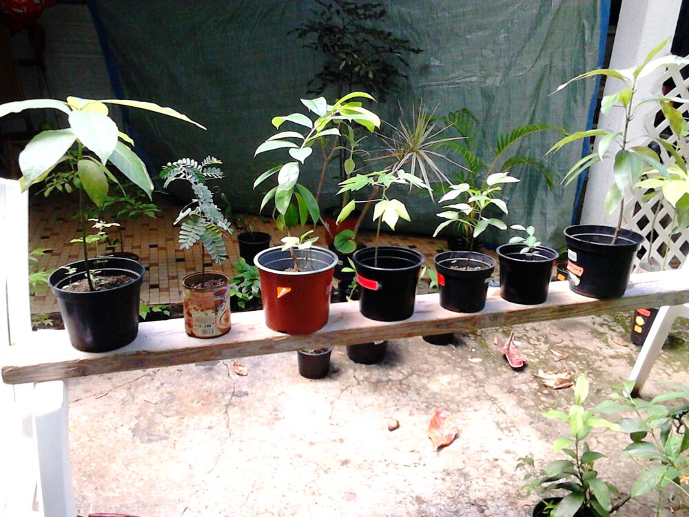 Arbres fruitiers Jardin