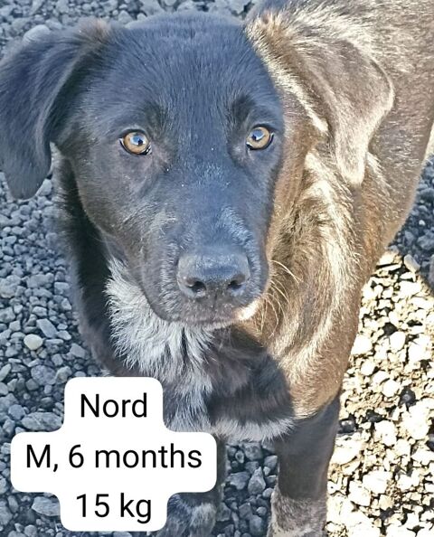NORD MÂLE 6 MOIS NON CASTRÉ A SAUVER DE ROUMANIE2 ADOPTION OU ACCEUIL 0 75018 Paris