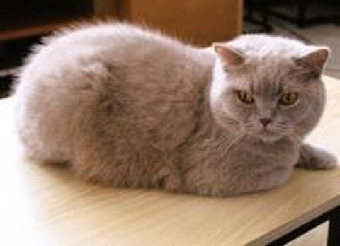   Chatte retraitée d'élevage 